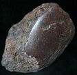 Polished Agatized Dinosaur Bone - Colorado #13528-1